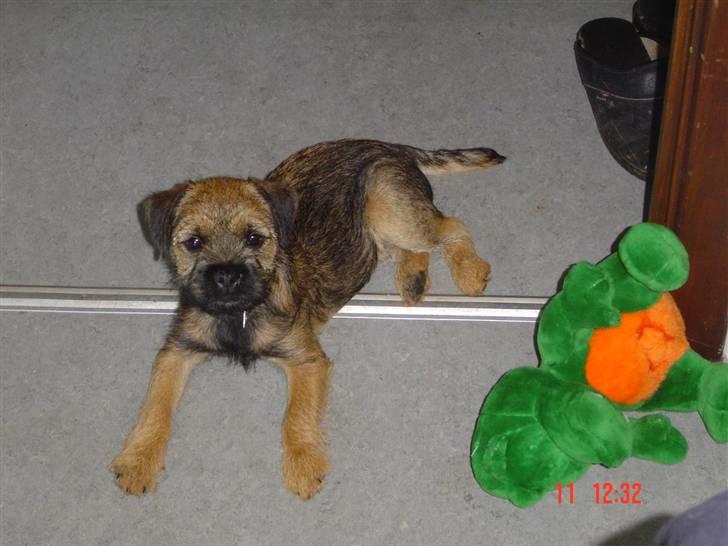 Border terrier Thilde billede 8