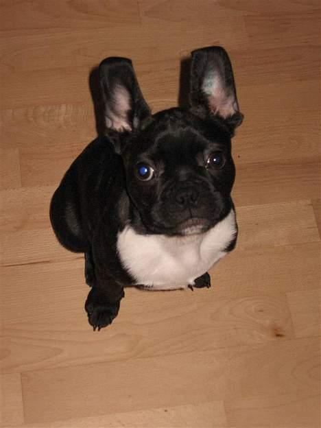 Fransk bulldog Rocky - R.I.P :'( <3 - Jeg er bare fotogen ;) *NYT* billede 13