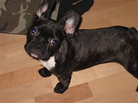 Fransk bulldog Rocky - R.I.P :'( <3 - Jeg er bare sååå smuk ;) *NYT* billede 14