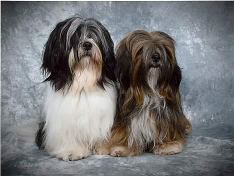 Lhasa apso  LAUNA  - her er nemo og launa, efter en vellykket dag påudstilling. foto studio 12 billede 10