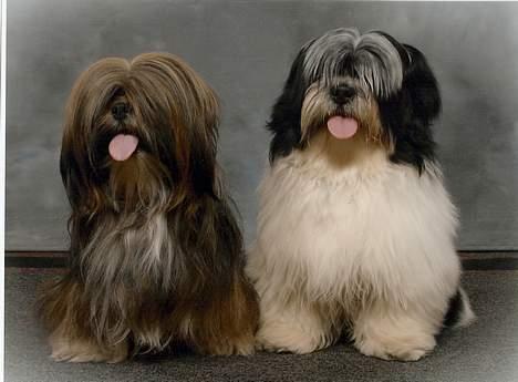 Lhasa apso  LAUNA  - launa og nemo. taget af studio 12 billede 11