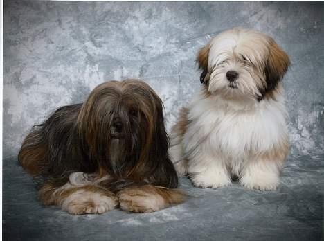 Lhasa apso  LAUNA  - her er de to søstre. taget af studio 12 billede 12