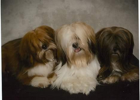 Lhasa apso  LAUNA  billede 13