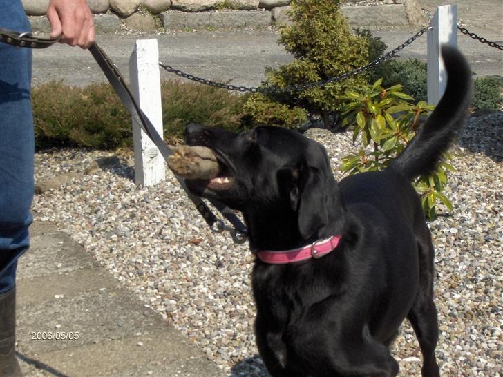 Labrador retriever Djanca billede 1