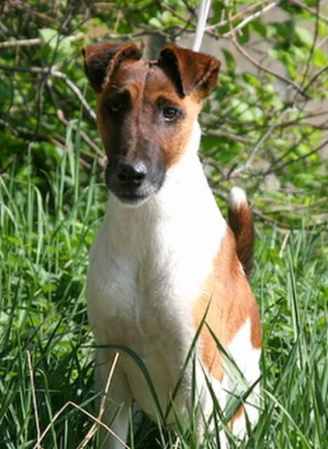 Glathåret foxterrier Egelykke Artie - en tur i marken 2007 billede 14