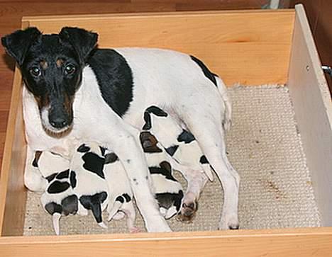 Glathåret foxterrier GRETA GARBO - Her ser i mit første kuld hvalpe 3 dage gl. billede 5