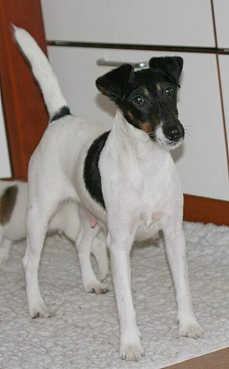 Glathåret foxterrier GRETA GARBO - her ser i mig, mine hvalpe er nu 4 uger gl. billede 6