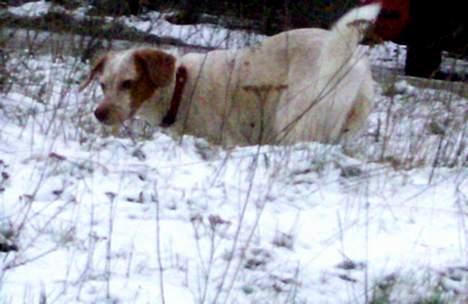 Blanding af racer Lucy - hun kigger efter mus under sneen billede 14