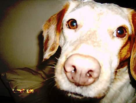 Blanding af racer Lucy - klassisk hunde billed billede 15