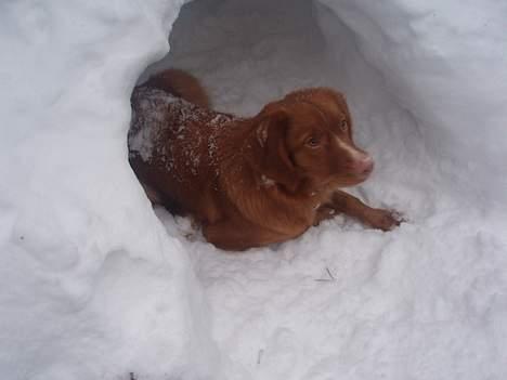 Nova scotia duck tolling retriever Cindy billede 18