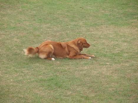 Nova scotia duck tolling retriever Cindy billede 20
