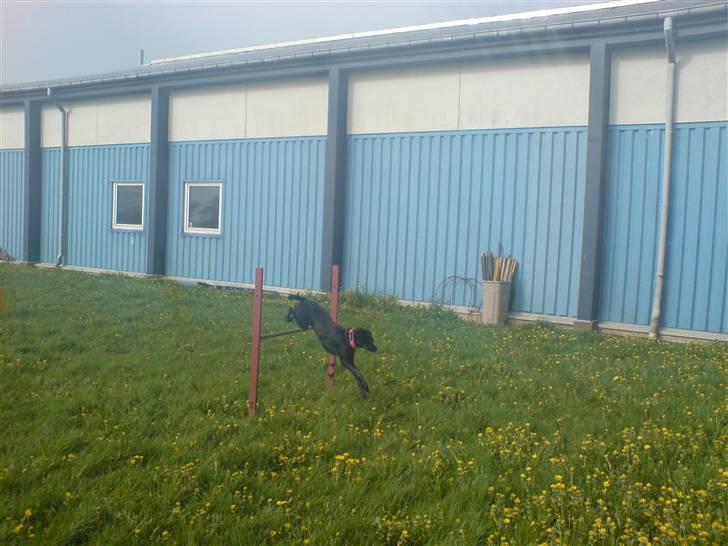 Blanding af racer Bella - God springer... Vælter sjælent et spring. billede 3