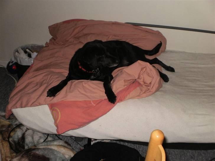 Blanding af racer Bella - Elsker også at ligge i min seng. billede 4