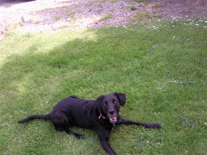 Blanding af racer Bella - Vildbassen spørge: ´Skal vi lege?´ billede 5