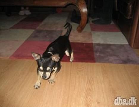 Chihuahua Charlie billede 4