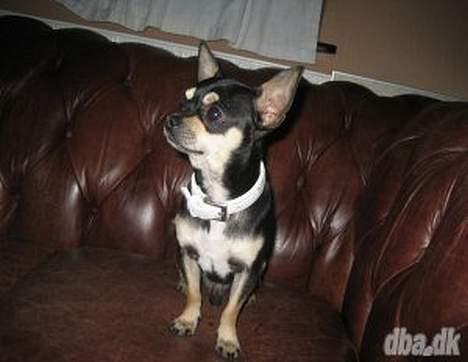Chihuahua Charlie billede 5