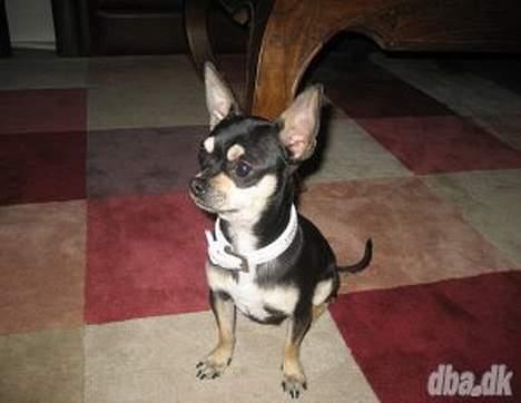 Chihuahua Charlie billede 6