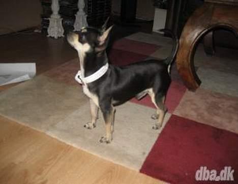 Chihuahua Charlie billede 7