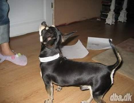 Chihuahua Charlie billede 8