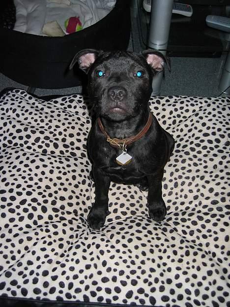 Staffordshire bull terrier Loco billede 16