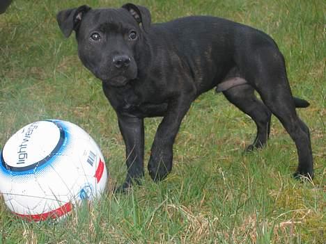 Staffordshire bull terrier Loco billede 17
