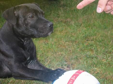 Staffordshire bull terrier Loco billede 18