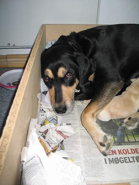 Blanding af racer Java - Gør jeg noget forkert? billede 3