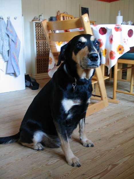 Blanding af racer Java - Tykke mig (14. dage inden fødslen) billede 5