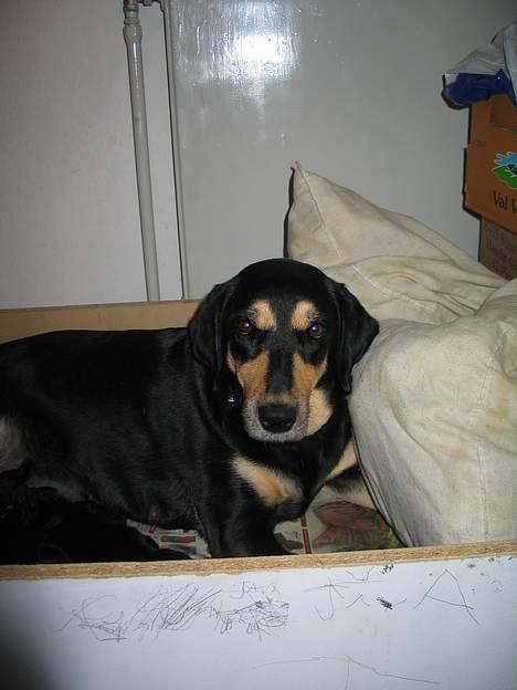 Blanding af racer Java - Look at me billede 6