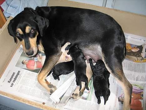 Blanding af racer Java - Mig og alle mine hvalpe :) billede 7