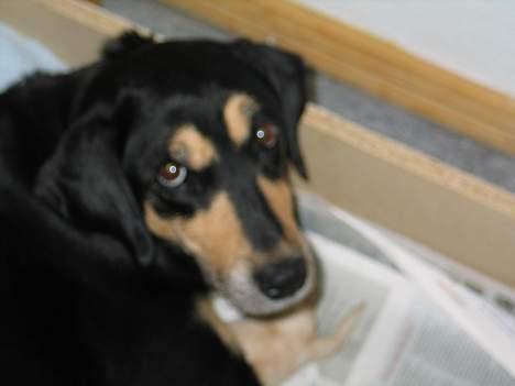 Blanding af racer Java - Se lige mig :) billede 8