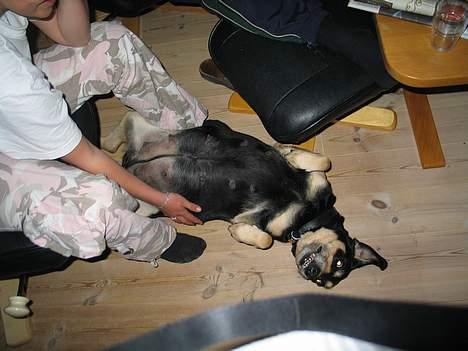 Blanding af racer Java - Dejligt at blive gnuppet på min mave billede 9