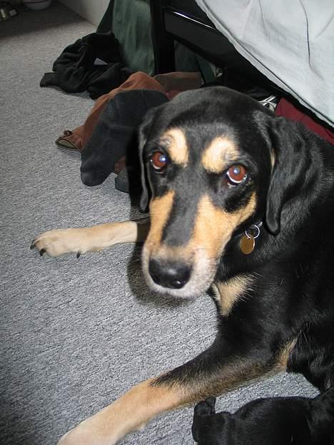 Blanding af racer Java - smil :) billede 10