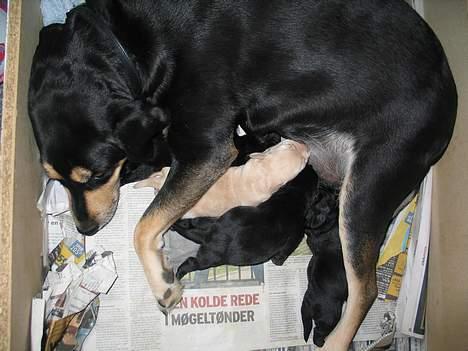 Blanding af racer Java - Det er mine, gerne se og røre, men ikke ta´ dem billede 11