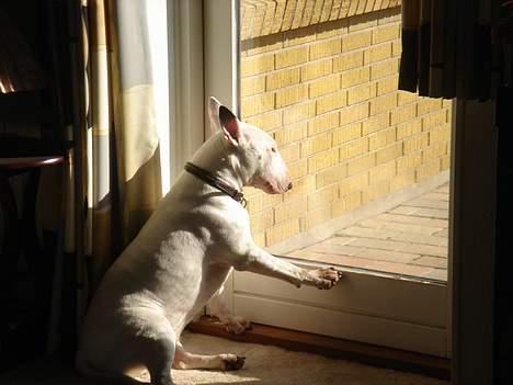 Bullterrier Kenja billede 16