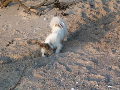 Papillon Cherri billede 2