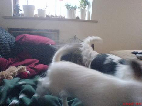 Papillon Panda [Himmelhund 2018]  - Øøøh... Sit? billede 3