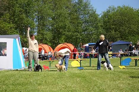 Fransk bulldog Aja - Her vinder vi Dagens bedste tæve, på Bøsøre d. 18 maj 2007 jubiiiiii billede 9