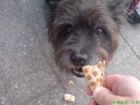 Cairn terrier Emil - Emil elsker at være ved skov søen, for såå ved han at han får is :D ... billede 16