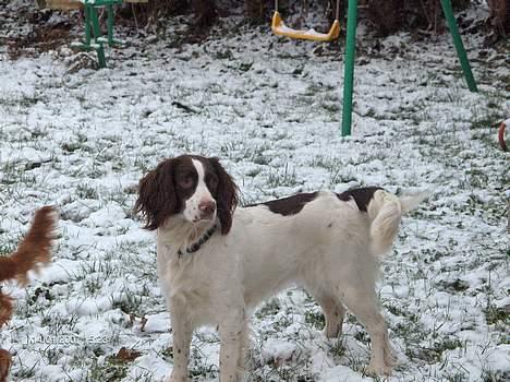 Field Trial spaniel Dina - Dina vinteren 06 billede 5