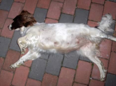 Field Trial spaniel Dina - Dina 07 med hvalpe . vildt tyk er blevet .  billede 6