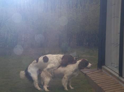 Field Trial spaniel Dina - Dina bliver parret af en ft. spaniel som hedder tikki med nedstamning fra Irland.  billede 7