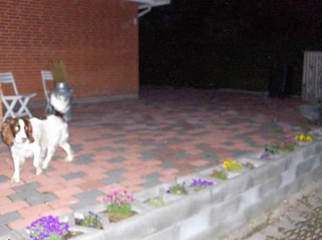 Field Trial spaniel Dina - Dina 07 billede 8