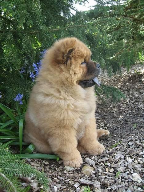 Chow chow Nørskov's Coca Cola Bimbo - Jeg kan da også lige holde øje med naboen! billede 2