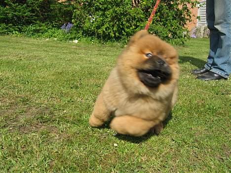 Chow chow Nørskov's Coca Cola Bimbo - Jeg er "let" som en fjer! billede 3