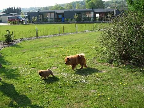 Chow chow Nørskov's Coca Cola Bimbo - Bimbo lige flyttet hjem til sin far - første hilsen! billede 4