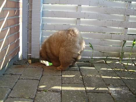 Chow chow Nørskov's Coca Cola Bimbo - Kun lige ankommet i sit nye hjem og Bimbo bliver sat igang med gravearbejdet! billede 5