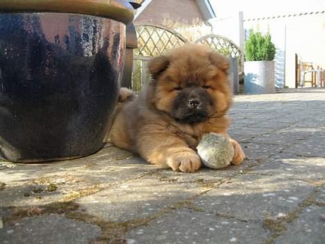 Chow chow Nørskov's Coca Cola Bimbo - Der samles lidt kræfter igen! billede 6