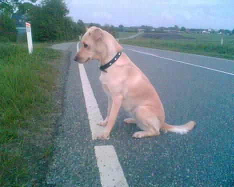 Blanding af racer Miss Molly billede 3