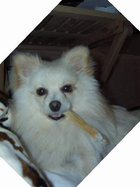 Pomeranian Alf billede 12